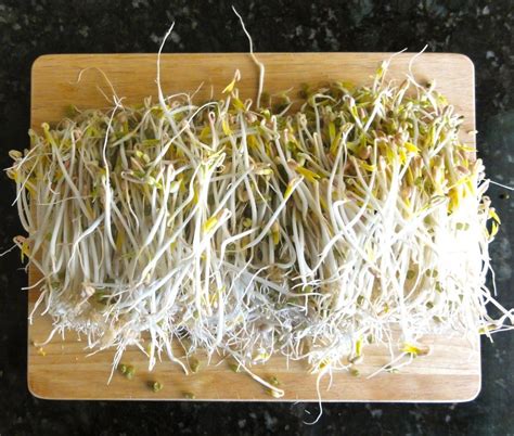 Grow Your Own - bean sprouts that is - My Healthy Eating Habits | Home grown vegetables, Bean ...