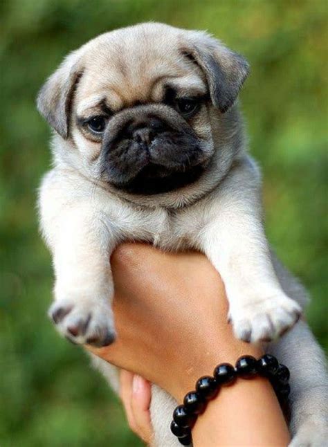 Download Pug Pictures | Wallpapers.com