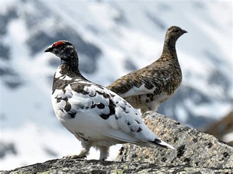 Ptarmigan, Acoustic Atlas Recording - Montana State University (MSU) Library