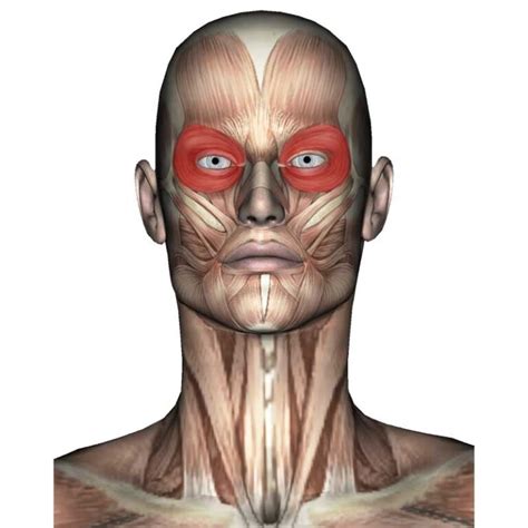 Orbicularis Oculi Anatomy: Origin, Insertion, Action, Innervation - The Wellness Digest