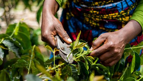 Growing Coffee in the Face of Climate Change