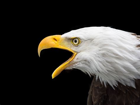 Bald Eagle Face 4K UHD Wallpaper