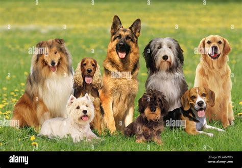 Group of dogs of different breeds Stock Photo: 5514552 - Alamy