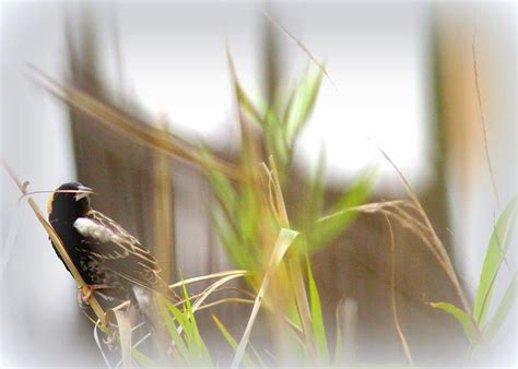 Bobolink - Migration - Bird Photograph by Travis Truelove | Fine Art America