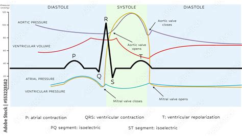 Wiggers diagram - The Cardiac Phases Stock Vector | Adobe Stock