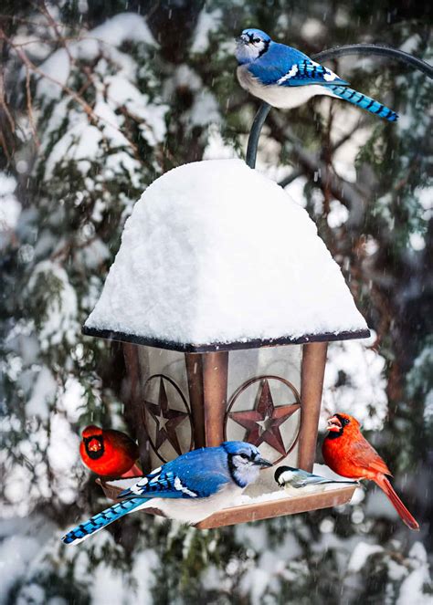 How to Choose the Best Cardinal Bird Feeder: Food, Reviews, FAQ’s, Top ...