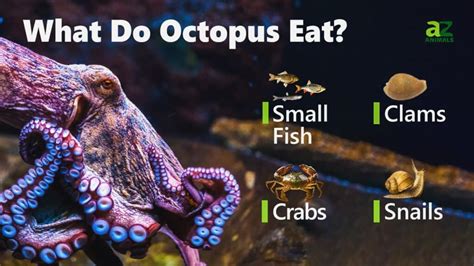 Octopus Teeth: Do Octopuses Have Teeth? - A-Z Animals