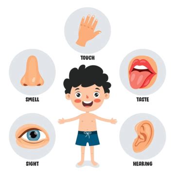 Five Senses Concept With Human Organs Vision Hear Medical Vector, Vision, Hear, Medical PNG and ...