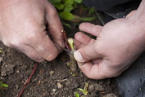 How to Grow and Care for Asian Pear Trees | Gardener's Path