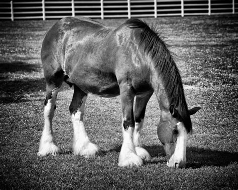 Clydesdale Horse Photo, Clydesdale Art Print Canvas or Print - Etsy