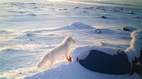 Researchers observe first Arctic fox den in Finland for over 25 years – Eye on the Arctic