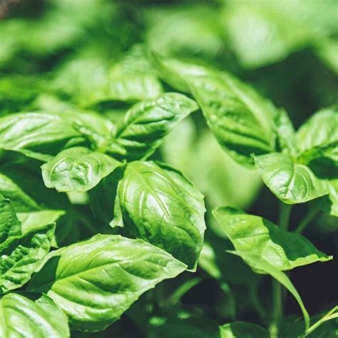 Aromatic Basil Essential Oil