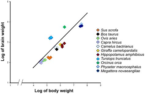 Encephalization Quotient (EQ) of terrestrial Cetartiodactyla and... | Download Scientific Diagram