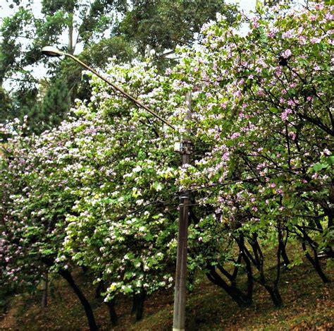 Bauhinia alba - White Orchid Tree – Smart Seeds Emporium