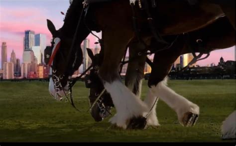 Clydesdales return in Budweiser Super Bowl commercial