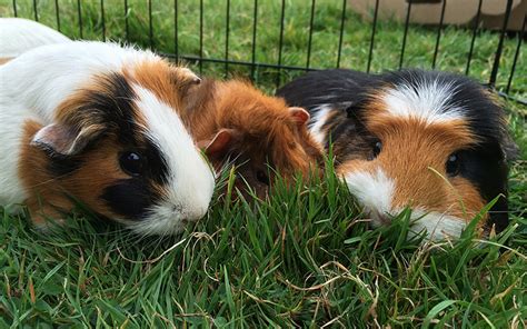 A Complete Guide To Guinea Pigs As Pets by Squeaks and Nibbles