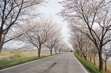 ‘Cherry Blossom Drive’ Route in Jeonju