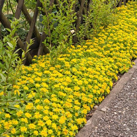 Sedum Kamtschaticum | Garten bepflanzen, Garten anpflanzen, Garten