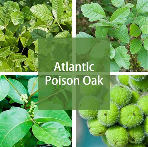 Atlantic Poison Oak - Medicare Solutions Blog