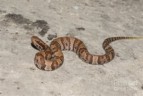 Florida Water Moccasin Agkistrodon Piscivorus Conanti Photograph by John Arnaldi