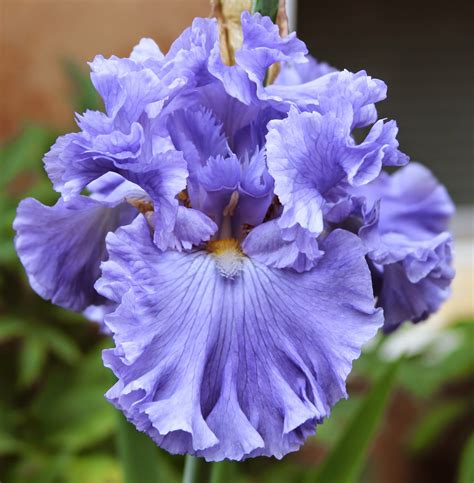 World of Irises: "Talking Irises" TALL BEARDED IRISES & COMPLEMENTARY COLOR SCHEMES--Planning ...