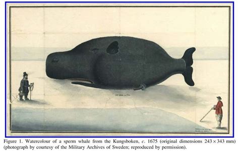 Physeter catodon Linnaeus, 1758 | Smithsonian Institution | Smithsonian institution, Smithsonian ...