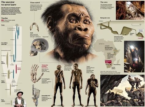 Did Homo naledi “Bury” their Dead? – World of Paleoanthropology