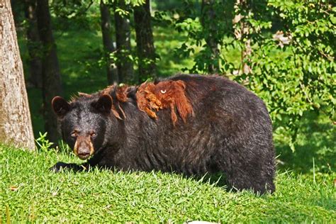 The Adventures of Bushwhack Jack: Grandfather Mountain Wildlife