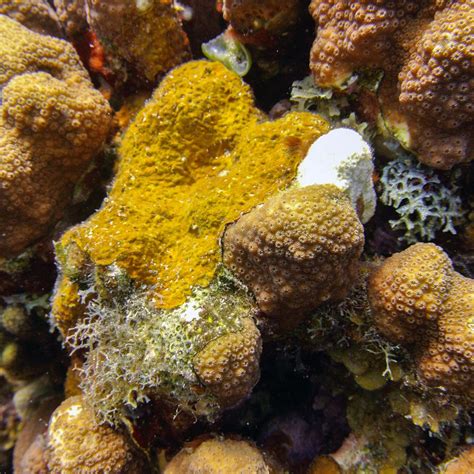 Caribbean coral reefs under siege from aggressive algae | Carnegie Institution for Science