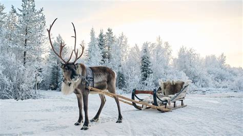 Uber Sleigh rides: Uber Runs Reindeer Sled Rides in Lapland This December