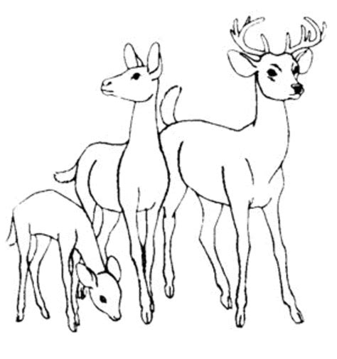 White Tailed Deer Coloring Pages To Print - Coloring Home