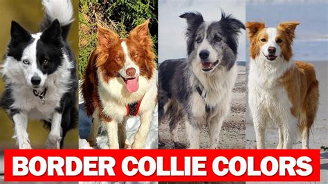 Border Collie Colors And Pattern | Gorgeous Border Collie Colors And Pattern That are popular ...