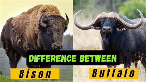 Bison vs Buffalo. The Bison: A True Local Canadian - Papa Earth