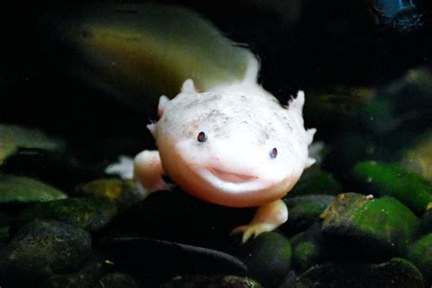 Axolotl - All You Need To Know - Animals Around The Globe