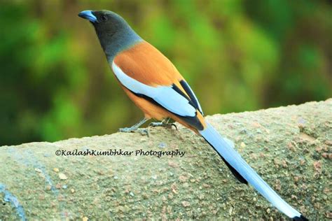 The Most Beautiful Photos of Indian Birds - WalkThroughIndia