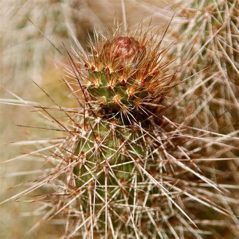 Desert Cacti – CALIFORNIA HIKING