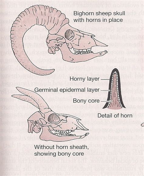 Composition & Growth - Horns