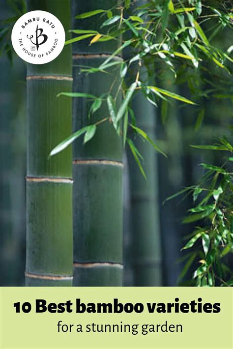 10 Best Bamboo Varieties for Your Garden - Bambu Batu