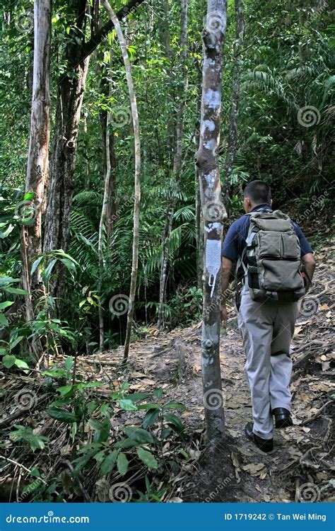 Jungle Trekking stock photo. Image of borneo, ecosystem - 1719242