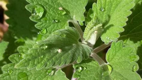 Growing Catnip in Pots from Seed, Cuttings - a Full Guide | Gardening Tips