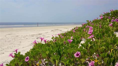 Sapelo Island: Georgia’s Most Fascinating Barrier Island - Molly's Old South Tours