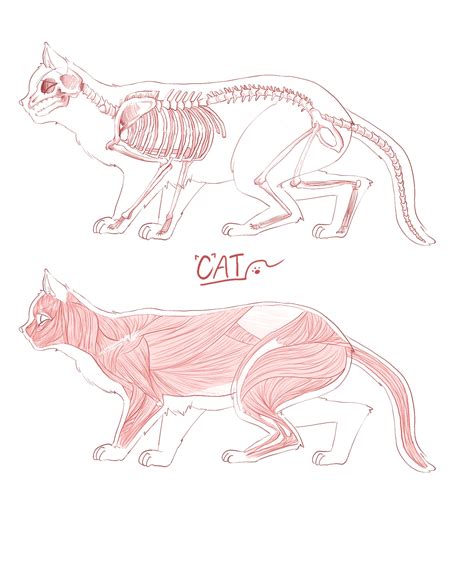 Artstation Cat Anatomy Drawing – NBKomputer