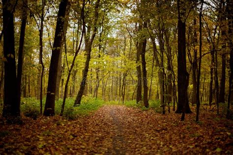 Autumn Forest, Path, Yellow Fallen Leaves Stock Image - Image of bright ...