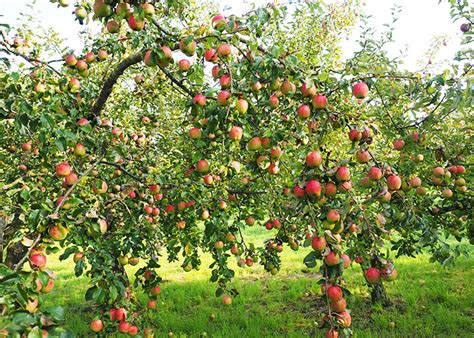 What's a Rootstock? Grafted Fruit Tree Basics - Sky Nursery