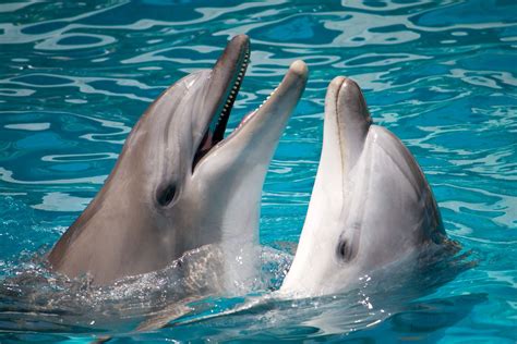 Scientists have recorded two dolphins having a chat