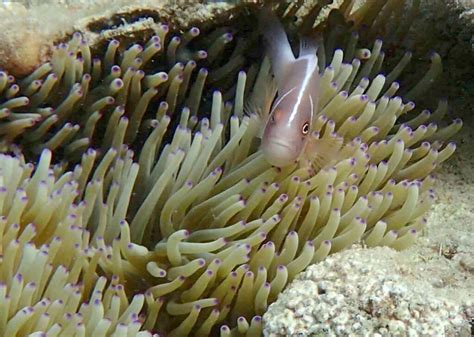 Snorkeling near Coron Island