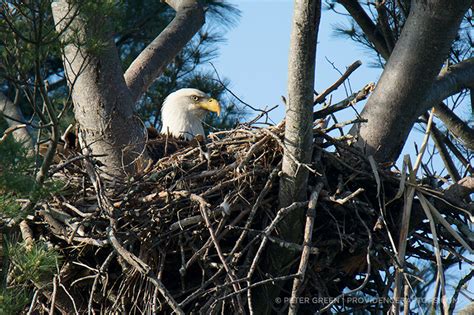 Bald Eagles nest near Providence