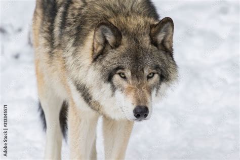 Wolf portrait. Northwestern wolf (Canis lupus occidentalis), also known ...