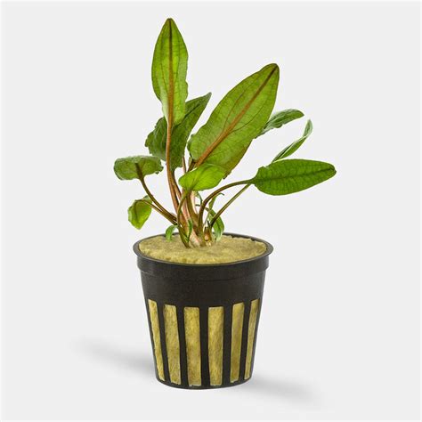 Cryptocoryne Wendtii Brown - Potted | Cryptocoryne wendtii, Rhizome, Pot