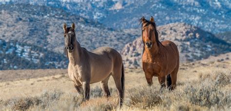 Wild Horses and Burros | ASPCA